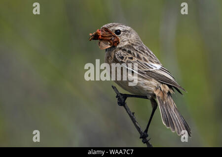 Europäische Schwarzkehlchen/Schwarzkehlchen (Saxicola torquata), Weibliche, Songbird, auf einem Zweig, Jagd thront, mit gefangenen Beute im Schnabel, Tierwelt, Stockfoto