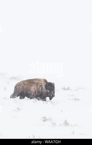 Bison/Amerikanischer Bison (Bison bison), Erwachsener, während Blizzard, unter harten Bedingungen, zu Fuß durch hohen Schnee, Yellowstone NP, USA. Stockfoto