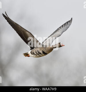 Mehr white-fronted goose/Blaessgans (Anser Albifrons), Arktischen Winter Gast, sehr grosse Spannweite, im Flug, frontale Seitenansicht, Wildlife, Europa. Stockfoto