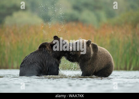 Eurasischen Braunbären/Braunbaeren (Ursus arctos) kämpfen, entblößte die Zähne, Kampf, zwischen zwei Jugendlichen im seichten Wasser der Lak zu kämpfen. Stockfoto