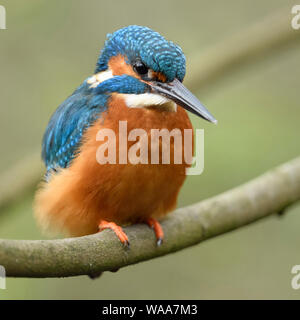 Eurasischen Kingfisher/Eisvogel (Alcedo atthis), männlich, bunter Vogel auf einem Zweig für die Jagd thront, detaillierte Frontalansicht, Wildlife, Europa. Stockfoto
