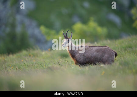 Chamois/Gaemse (Rupicapra rupicapra), Erwachsener, stehend im hohen Gras einer blühenden Bergwiese, sehen, vor einem schönen Hintergrund, Europa. Stockfoto