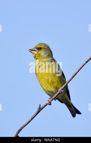 Europäische Grünfink / Grünfink (Carduelis chloris), männlicher Vogel in der Zucht Kleid, das auf der Spitze eines Bush, Singen, blauer Himmel, Wildlife, Europa thront. Stockfoto