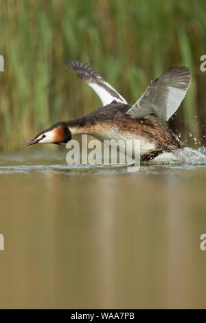 Haubentaucher/Haubentaucher (Podiceps cristatus) in Eile, seine Flügel, weg von einer Ausdehnung von Wasser, auf der Jagd nach einem Rivalen, Europa Stockfoto