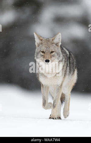 Coyote/Kojote (Canis yogiebeer), im Winter, Wandern auf gefrorenem Schnee, wenig Schneefall, Beobachten, natürlichen Hintergrund, schließen, Augenkontakt, Yellowstone NP Stockfoto