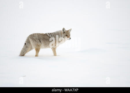 Kojote / Kojote (Canis Latrans), Erwachsene im Winter stehen im hohen Schnee beobachten aufmerksam, um Yellowstone NP, USA. Stockfoto