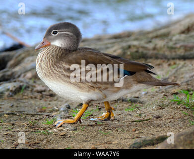 Weiblichen Mandarinente. Die mandarinente ist ein Hocken Entenarten native nach Ostasien. Stockfoto