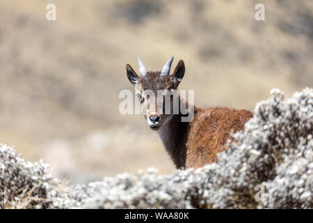 Baby von sehr seltenen Walia Steinbock, Capra walia, einer der seltensten Steinböcke in der Welt. Nur etwa 500 Personen in Simien Mountains im Norden Ethiop überlebt Stockfoto