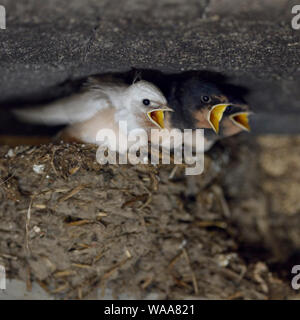 Rauchschwalben/Rauchschwalben (Hirundo rustica), Küken in Nest, fast Flügge, eines mit einem seltenen Gendefekt, weißes Gefieder, leucistic, leucism, Eu Stockfoto