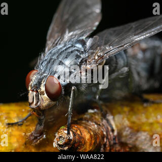 Die stubenfliege ist eine Fliege der Unterordnung Cyclorrhapha. Es wird geglaubt, in der Cenozoic era entwickelt zu haben, die möglicherweise in den Nahen Osten. Stockfoto