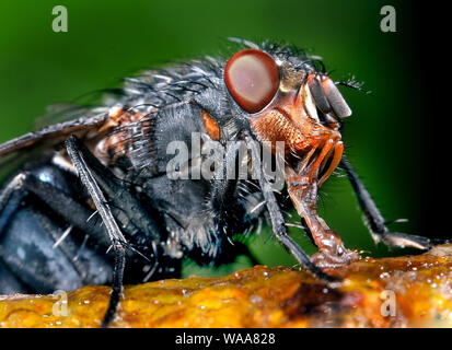 Die stubenfliege ist eine Fliege der Unterordnung Cyclorrhapha. Es wird geglaubt, in der Cenozoic era entwickelt zu haben, die möglicherweise in den Nahen Osten. Stockfoto