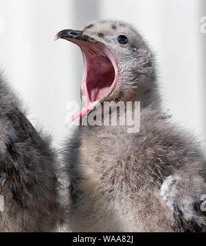 Silbermöwe Familie leben auf öffentlichen Haus Küche Dach. Stockfoto