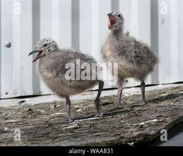 Silbermöwe Familie leben auf öffentlichen Haus Küche Dach. Stockfoto