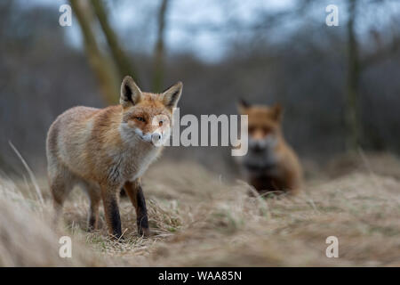 Rote Füchse/Rotfüchse (Vulpes vulpes), zwei Erwachsene, stehen, zusammen, schauen, vorsichtig, in die Büsche am Rande eines Waldes, in Europa. Stockfoto