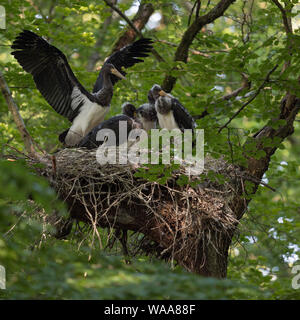 Schwarzer Storch/Schwarzstorch (Ciconia nigra), Nachkommen, nestlinge, fast Flügge, Flattern mit Flügeln, in der typischen Nest, Horst in eine Baumkrone versteckt Stockfoto