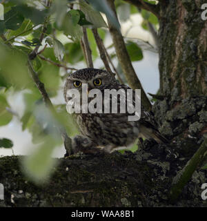 Kleine Eule/Steinkauz (Athene noctua), Erwachsener, in einem alten Baum mit Beute thront, verfing sich eine Maus, ein Nagetier in seinen Krallen, Klauen, Tierwelt, Eu Stockfoto