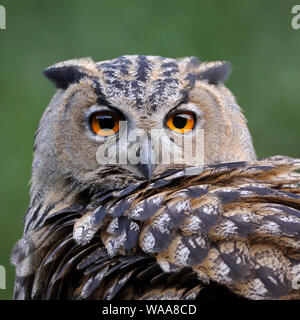 Uhu/Europäischer Uhu (Bubo bubo), Head shot, close-up, sehr detaillierte, Wildlife, Europa. Stockfoto