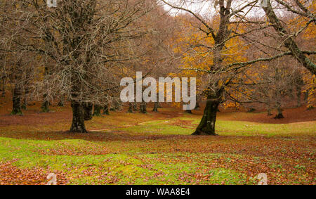 Laub in Monti Simbruini Nationalpark, Latium, Italien. Herbst Farben in einem Buchenholz. Beechs mit gelben Blättern. Stockfoto