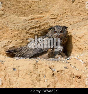 Uhu/Europäischer Uhu (Bubo bubo), Brutplatz, Erwachsene sammeln ihre Küken, die in einem Sandkasten, Wildlife, Europa. Stockfoto