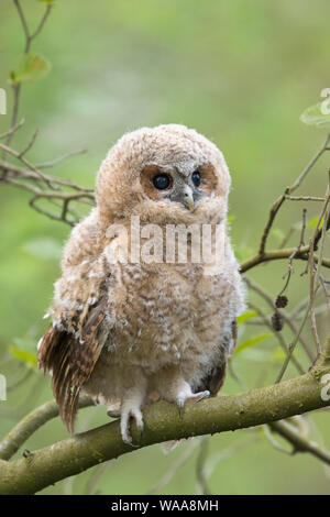 Waldkauz/Waldkauz (Strix aluco), junge Junge, Owlet, Mauser Küken, auf einem Zweig sitzend, seine dunkle braune Augen weit offen, Niedlichkeit, Tierwelt, Stockfoto