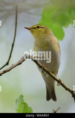 Holz/Waldlaubsänger Laubsänger (Phylloscopus sibilatrix), männlich in der Zucht Kleid, auf einem Zweig einer Eiche irgendwo in den Wäldern, typische Ansicht thront, Stockfoto