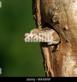 Wendehals/Wendehals (Jynx torquilla) aus Nest hole, Durchführung, entfernen Sie eine fäkale sac, sein Nest, typische reproduktiven Verhalten Reinigung, Eu Stockfoto