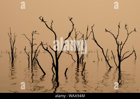 Sonnenuntergang am Lake Kariba, Simbabwe Toten Baumstümpfen im Vordergrund. Stockfoto