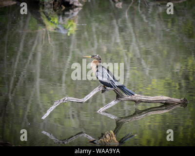 Vogelbeobachtung im Freien in der Tierwelt Stockfoto