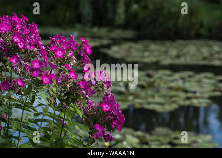 Leuchtend rosa Garten Phlox vor einem grünen Teich an Claude Monets Garten in Giverny, Frankreich Stockfoto