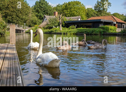 Höckerschwäne im Bridge Cottage am Fluss Stour, Flatford Mill, berühmt durch den Künstler John Constable 1776-1941, Suffolk, England, Großbritannien Stockfoto