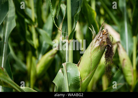 Maiskolben in Schale, Reifung Mais-ernte Ohr im Feld Stockfoto