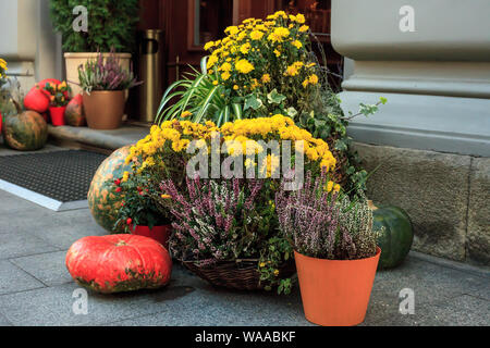 Herbst noch Leben mit Kürbissen, Chrysanthemen und Calluna vulgaris Blumen in Töpfe. Dekoration in der Nähe von Haus für Thanksgiving Day. Halloween conce Stockfoto
