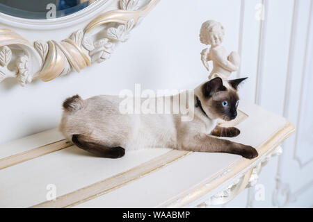 Zweifarbige Katze ohne Schwanz Mekong Bobtail Rasse mit Juwel kostbare Halskette aus Perlen um den Hals. Katze und Halskette. Blauäugige weibliche Katze der Rasse Stockfoto