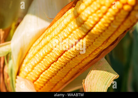Reifen mais Maiskolben im Feld, selektiven Fokus Stockfoto
