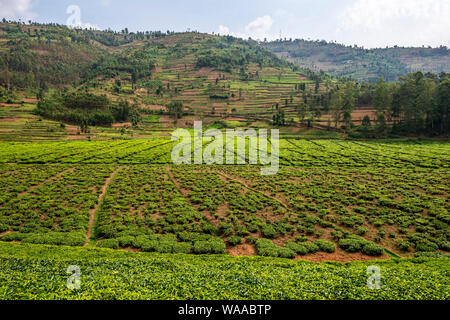 Tee Plantage neben dem Katuna nach Kigali Straße (Nr. 3) in der nördlichen Provinz Ruanda Ostafrika Stockfoto