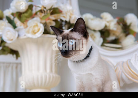 Zweifarbige Katze ohne Schwanz Mekong Bobtail Rasse mit Juwel kostbare Halskette aus Perlen um den Hals. Katze und Halskette. Blauäugige weibliche Katze der Rasse Stockfoto