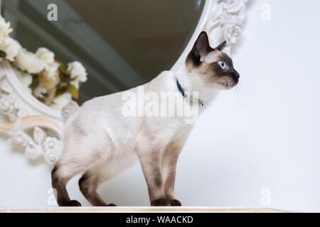 Zweifarbige Katze ohne Schwanz Mekong Bobtail Rasse mit Juwel kostbare Halskette aus Perlen um den Hals. Katze und Halskette. Blauäugige weibliche Katze der Rasse Stockfoto