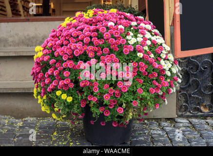Blumenstrauß aus Chrysanthemen kleine bunte Blumen im Topf wachsen Stockfoto