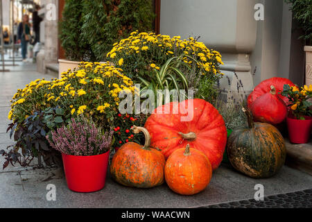 Herbst noch Leben mit Kürbissen, Chrysanthemen und Calluna vulgaris Blumen in Töpfe. Dekoration in der Nähe von Haus für Thanksgiving Day. Halloween conce Stockfoto