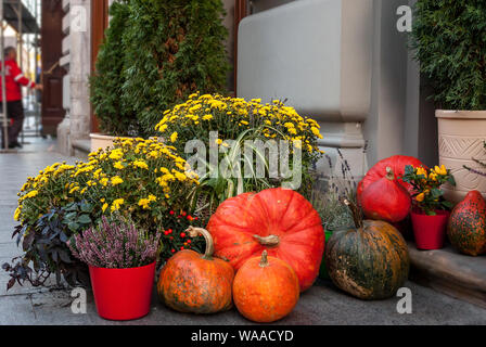 Herbst noch Leben mit Kürbissen, Chrysanthemen und Calluna vulgaris Blumen in Töpfe. Dekoration in der Nähe von Haus für Thanksgiving Day. Halloween conce Stockfoto