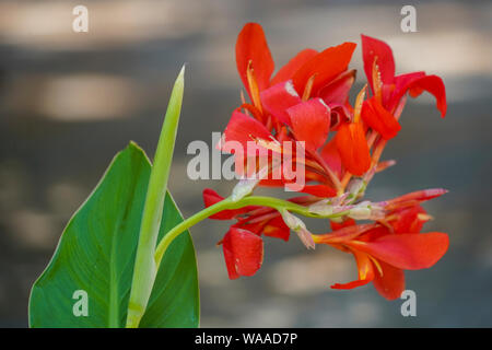 Rot Canna (Canna Lily) Blume in einem Garten Stockfoto