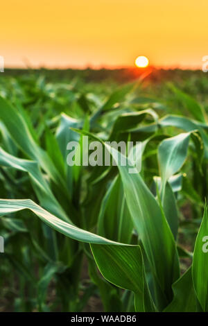 Kultiviert sorghum Feld im Sonnenuntergang, grüne Pflanze, die auf der Plantage Stockfoto