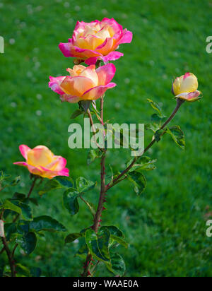 Schönen blühenden Pullman Orient Express Rose Bush gegen Gras Hintergrund. Stockfoto