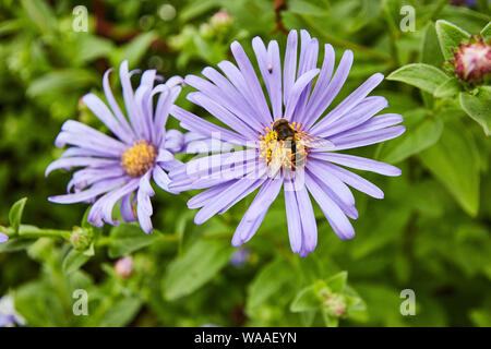 Eine lebendige gelb und schwarz Toten Kopf Hoverfly (Myathropa florea) Ernährung auf einem wunderschönen afrikanischen Daisy Flower. Stockfoto