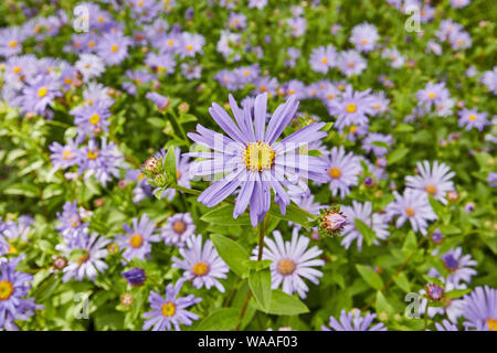 Schöne, lebendige, rosa Osteospermum (African Daisy) Blumen an einem hellen Sommer. Stockfoto