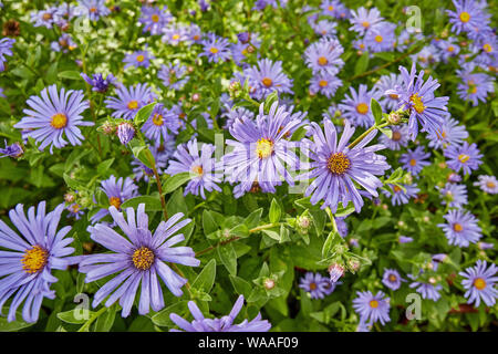 Schöne, lebendige, rosa Osteospermum (African Daisy) Blumen an einem hellen Sommer. Stockfoto