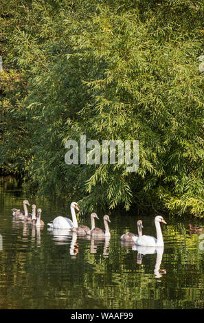 Nach Höckerschwäne (Cygnus olor) mit Cygnets auf einem Britischen Fluss, Großbritannien, Großbritannien Stockfoto