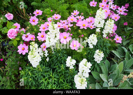 In der Nähe von antirrhinums und Kosmos Blüte in einem Englischen Garten Grenze - Johannes Gollop Stockfoto