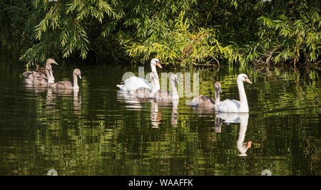 Nach Höckerschwäne (Cygnus olor) mit Cygnets auf einem Britischen Fluss, Großbritannien, Großbritannien Stockfoto