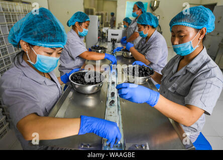 Jingxian, der chinesischen Provinz Hebei. 19 Aug, 2019. Arbeitnehmer verpacken die Produkte bei einem schwarzen Knoblauch Fabrik in Jingxian County, im Norden der chinesischen Provinz Hebei, Aug 19., 2019. Die schwarzen Knoblauch verarbeitende Industrie entwickelte sich rasant in Jingxian County, Beschäftigungsmöglichkeiten für die lokale Bevölkerung. Credit: Li Xiaoguo/Xinhua/Alamy leben Nachrichten Stockfoto